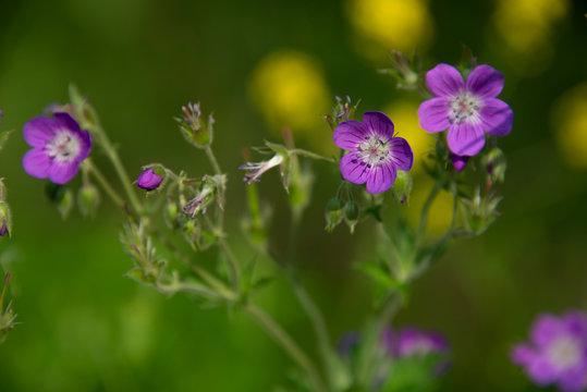 FLOWERS - violet geranium