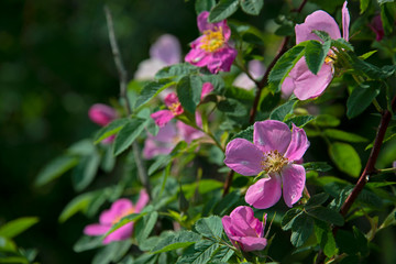 FLOWERS -  dogrose on dark background