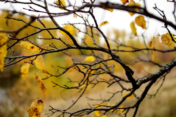 Fototapeta na wymiar autumn tree