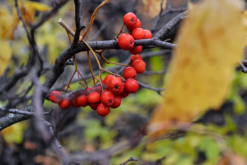 rowanberry