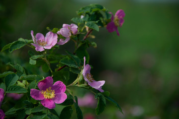 FLOWERS -  dogrose on dark background