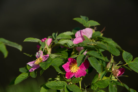 FLOWERS - dogrose on dark background