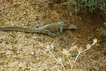 Lizard