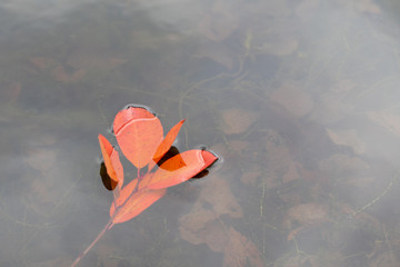 Red leaves float on water. Bright colored autumn background