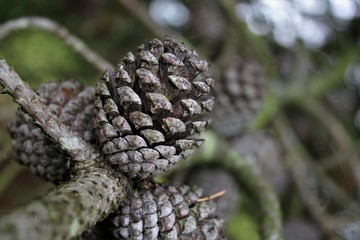 Close up of pine cone