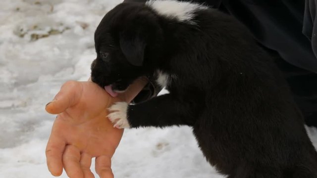 The hands of male dog trainer train small puppies