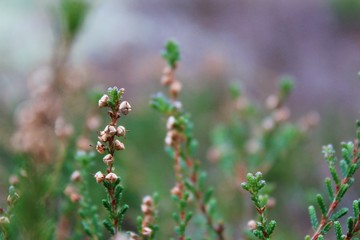 Heather in the fall