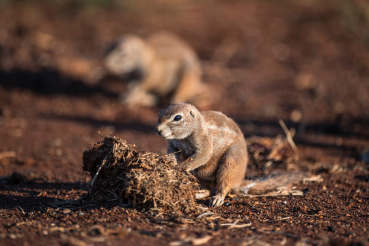 Ground Squirrel