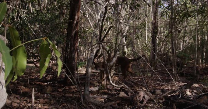 Wild fossa walks in dense forest, slow motion