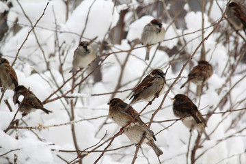 Sparrows in a park during winter season, Moscow
