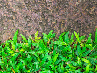 Brown stone walk way with green grass texture. Background abstract of stone grunge rough walk way in the garden. Rock texture. - High resolution background.