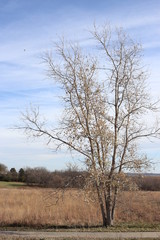 A tree near the road