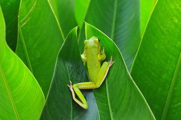 dumpy frog, frogs, tree frog,