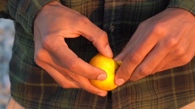 Hands of man peel tangerine, mandarin, outdoor , close up. Man hand peeling a clementine