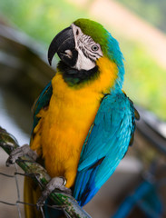 colorful portrait of a blue and yellow macaw