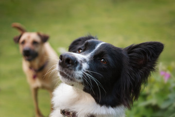 Border collie and Labrador cross-breed in a garden hopeful for a game of fetch.