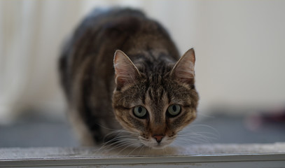 tabby cat looks into the lens