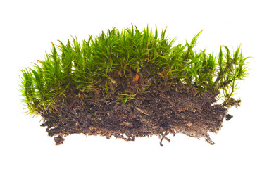 moss isolated on white background