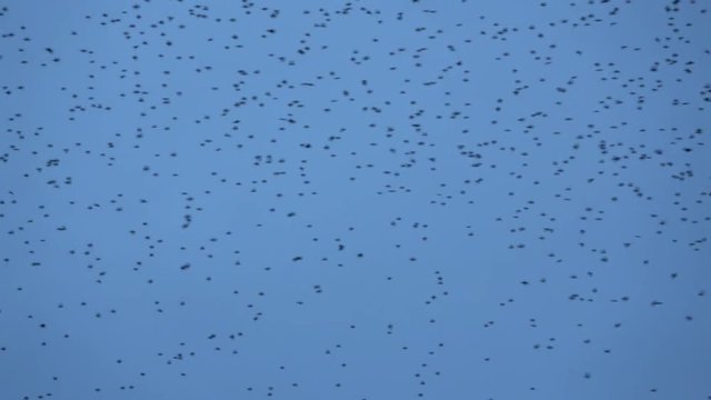 Flock of starlings dance in the winter sky, forming abstract shapes. Footage in 4k