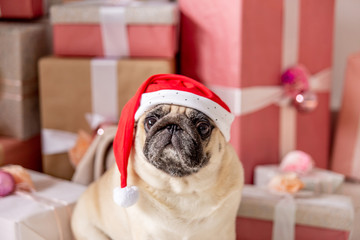 pug in santa costume sitting under christmas tree with gifts