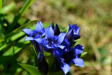 blue flower