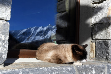 Il gatto sonnechia pigramente sopra il davanzale della finestra