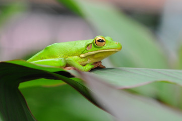 dumpy frog, frogs, tree frog,
