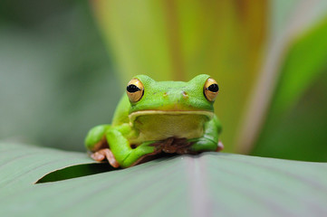 dumpy frog, frogs, tree frog,