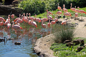 Eine Gruppe Flamingos am Wasser