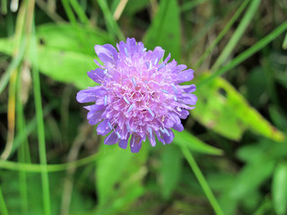 Witwenblume (Knautia arvensis), Blüte, Nahaufnahme