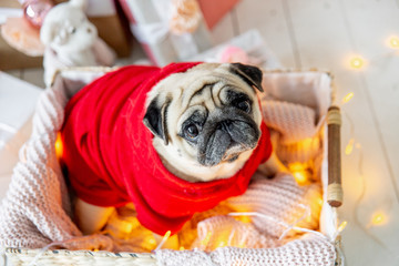 pug in santa costume sitting under christmas tree with gifts