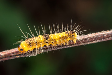 wildlife marco photography-yellow caterpillars