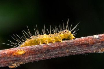 marco photography-yellow caterpillars