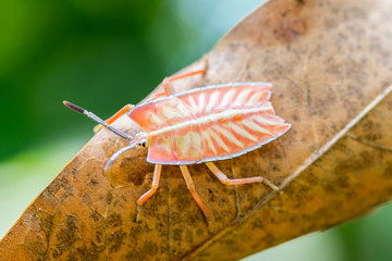 marco photography-Eurostus validus