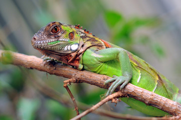 iguana