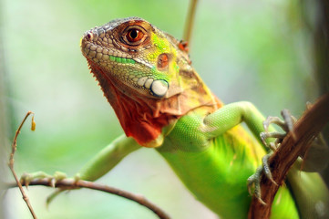 iguana