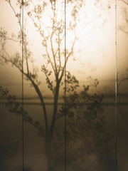 Tree leaves shadow on wall Nature Abstract background