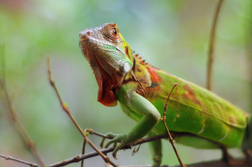 Iguana