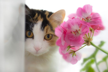 Three-colored cat with a clever look, beautiful eyes on a white background and the blossoming branch of a pink geranium.