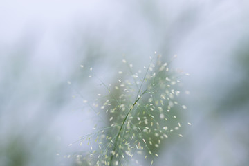 Naklejka premium little flower