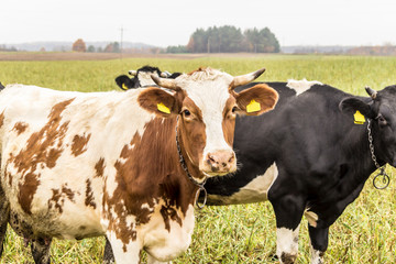 Fototapeta premium Cow are red and white color,grazing in a meadow with green grass . Holstein friesian cattle. Late autumn. Dairy farm. Podlasie, Poland.