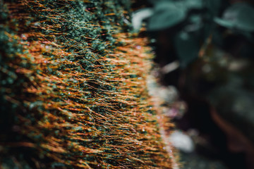 moss on tree