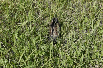 old boot in the grass