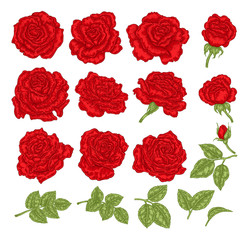 Red roses vector illustration. Hand drawn flowers and leaves. Floral design elements.