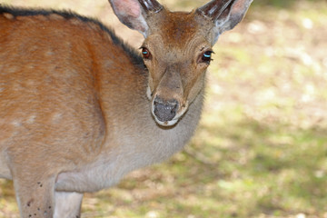 deer in the forest on the pasture