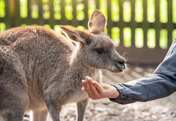 Australian wildlife : Person hand feeding wild kangaroo, outdoors from hand.
Kangaroos have large, powerful hind legs, large feet adapted for leaping, and a small head.