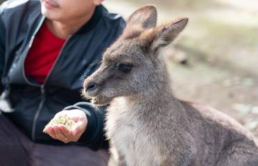 Australian wildlife : Person hand feeding wild kangaroo, outdoors from hand.
Kangaroos have large, powerful hind legs, large feet adapted for leaping, and a small head.