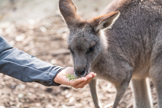 Australian wildlife : Person hand feeding wild kangaroo, outdoors from hand.
Kangaroos have large, powerful hind legs, large feet adapted for leaping, and a small head.