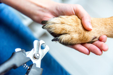 person cutting dog claws at home with a pair of scissors - obrazy, fototapety, plakaty