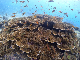 Coral Reefs and Sea Goldie